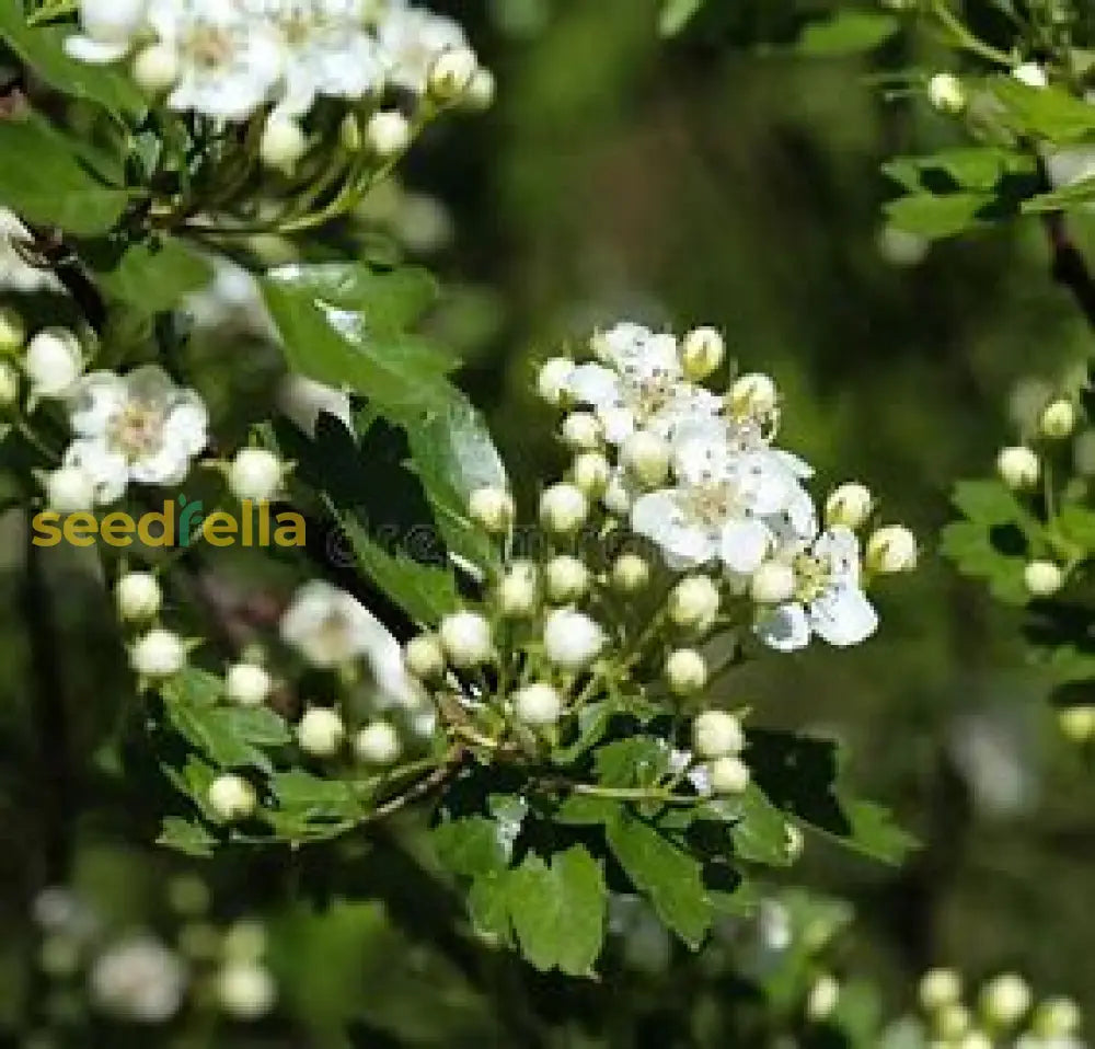 White English Hawthorn Seeds For Planting Tree