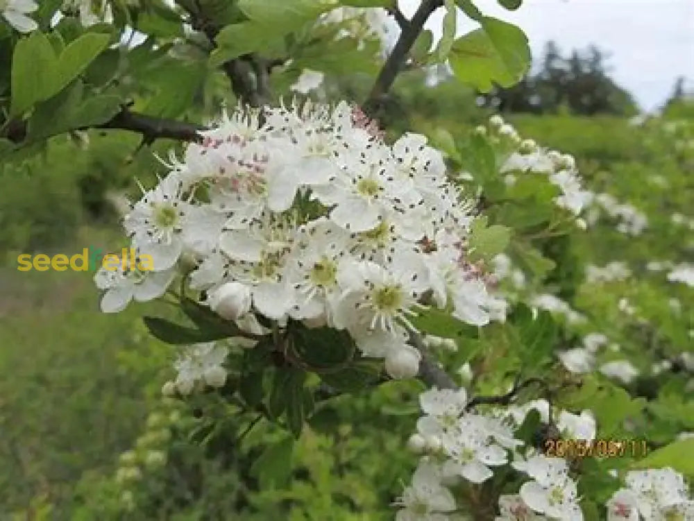 White English Hawthorn Seeds For Planting Tree