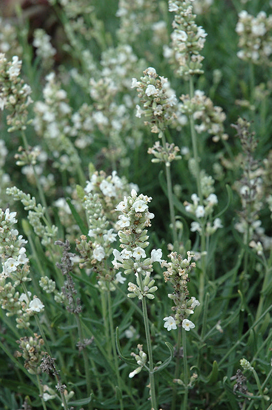 White English Lavender from seeds growing in sunny garden borders