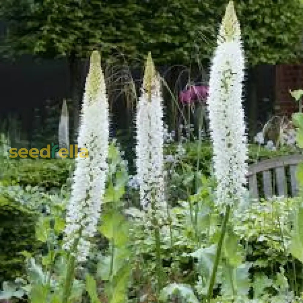 White Eremurus Himalaicus Tree Planting Seeds For A Stunning Garden Plant Seeds