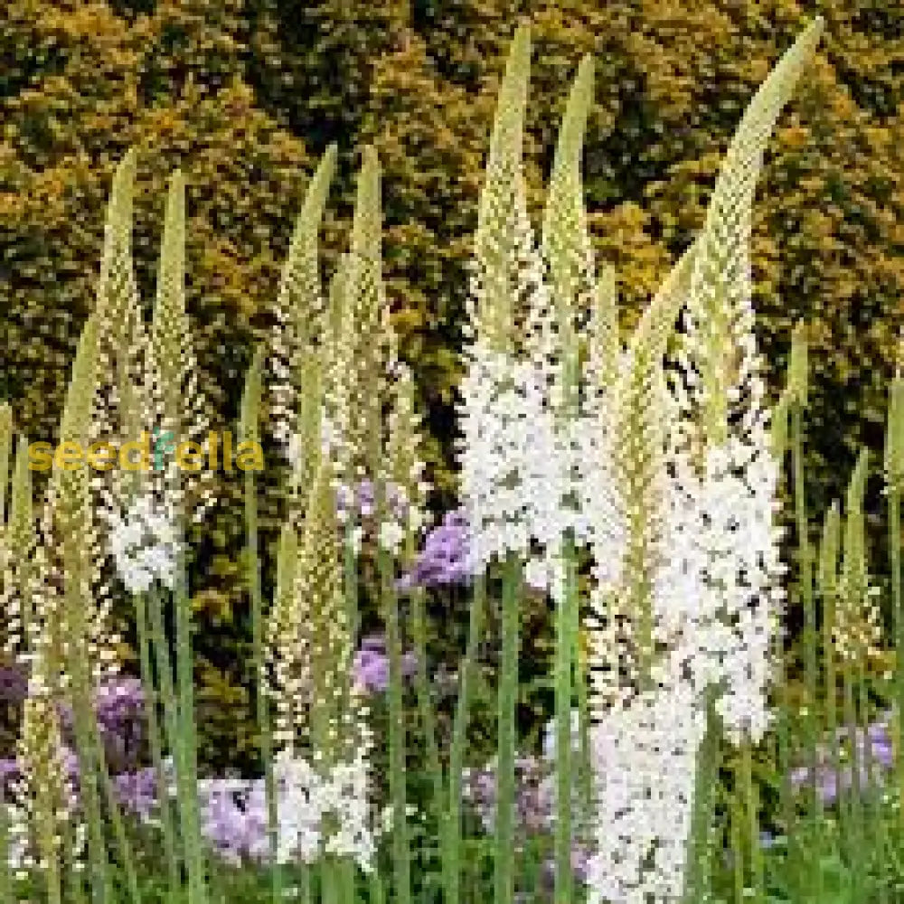 White Eremurus Himalaicus Tree Planting Seeds For A Stunning Garden Plant Seeds