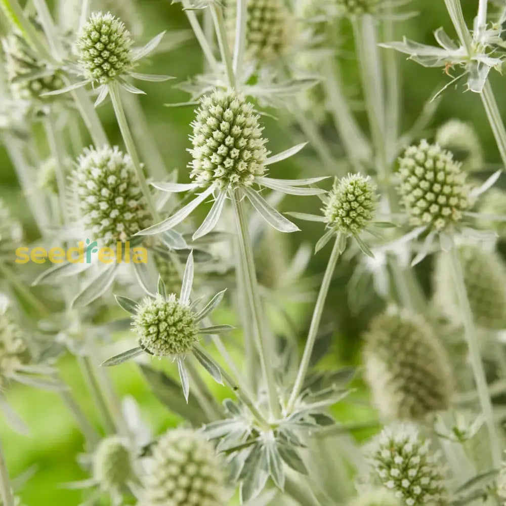 White Eryginum Flower Seeds Planting