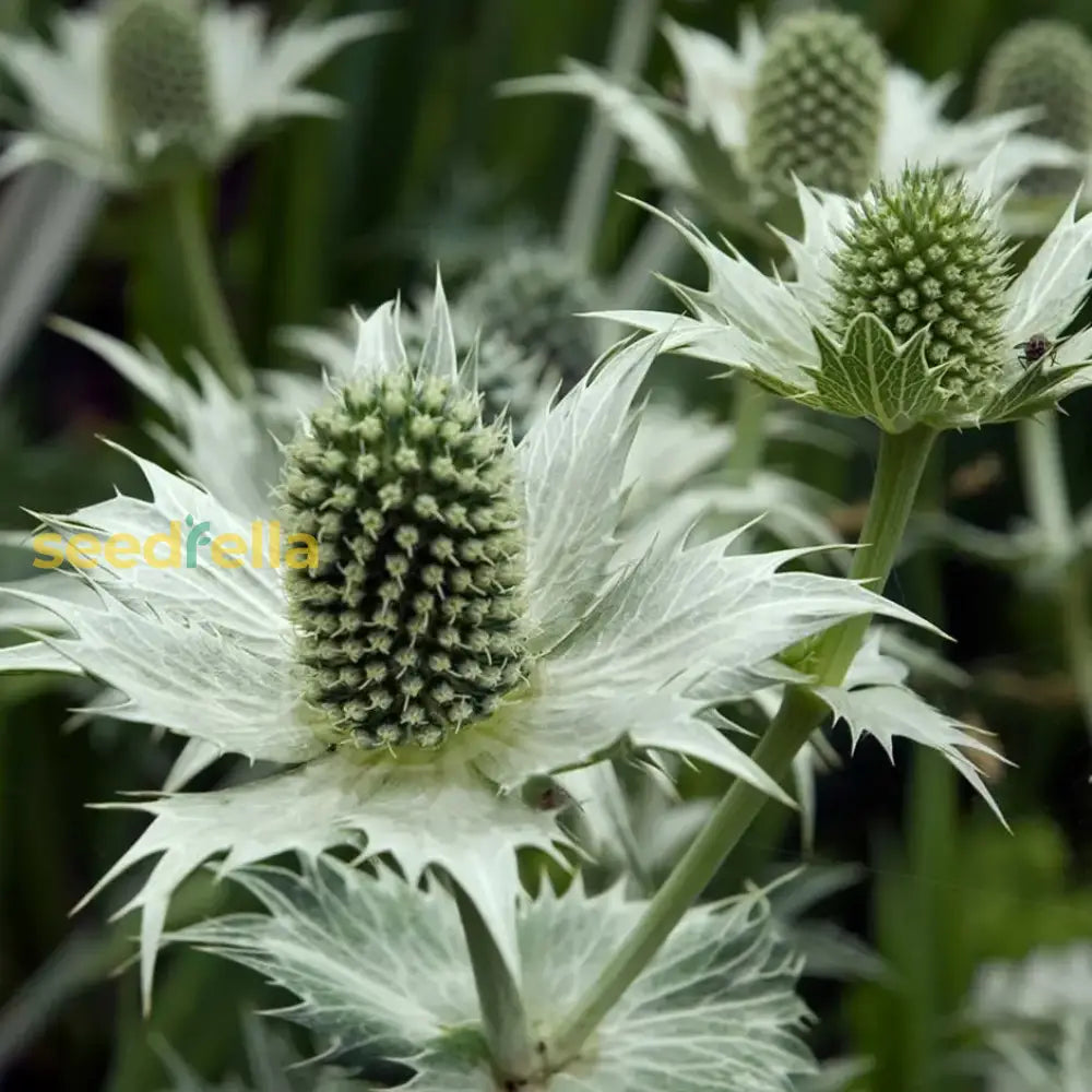 White Eryginum Flower Seeds Planting