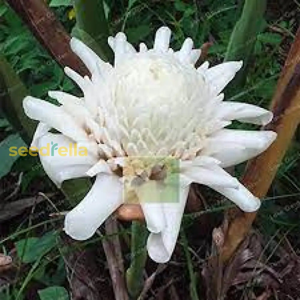 White Etlingera Elatior Flower Seeds For Planting  Tropical Beauty