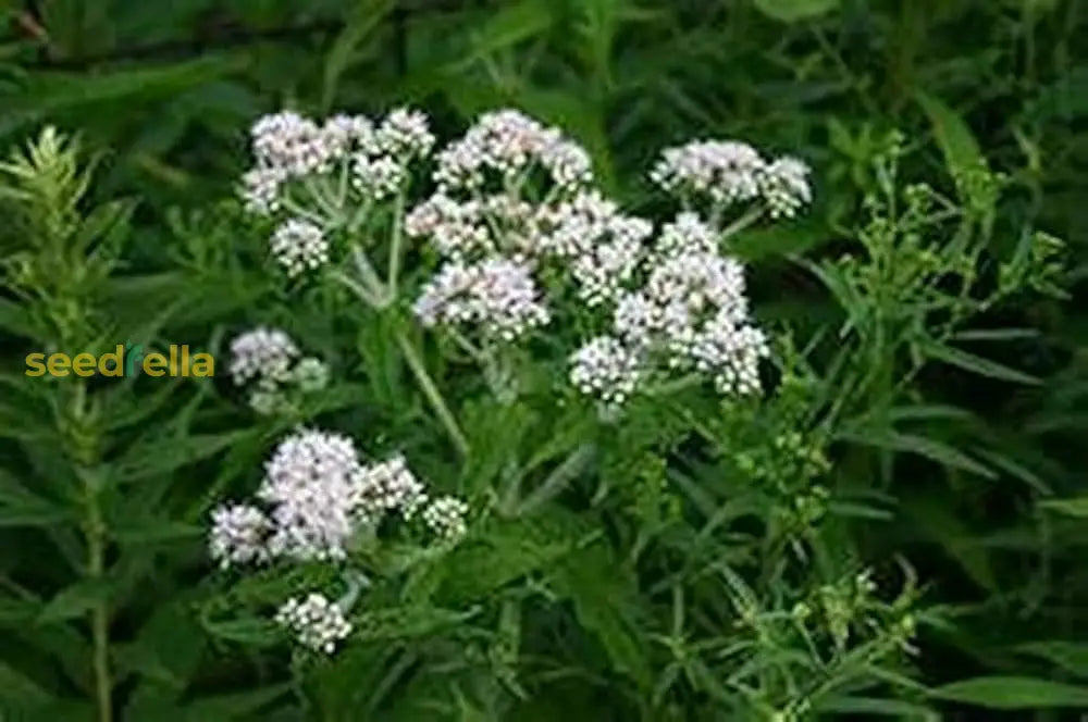 White Eupatorium Perfoliatum Planting Seeds