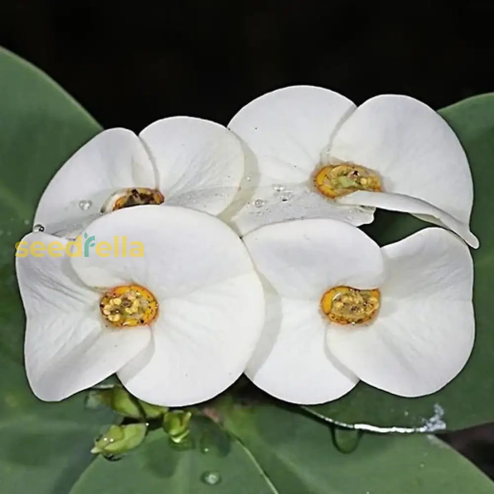 White Euphorbia Flower Planting Seeds