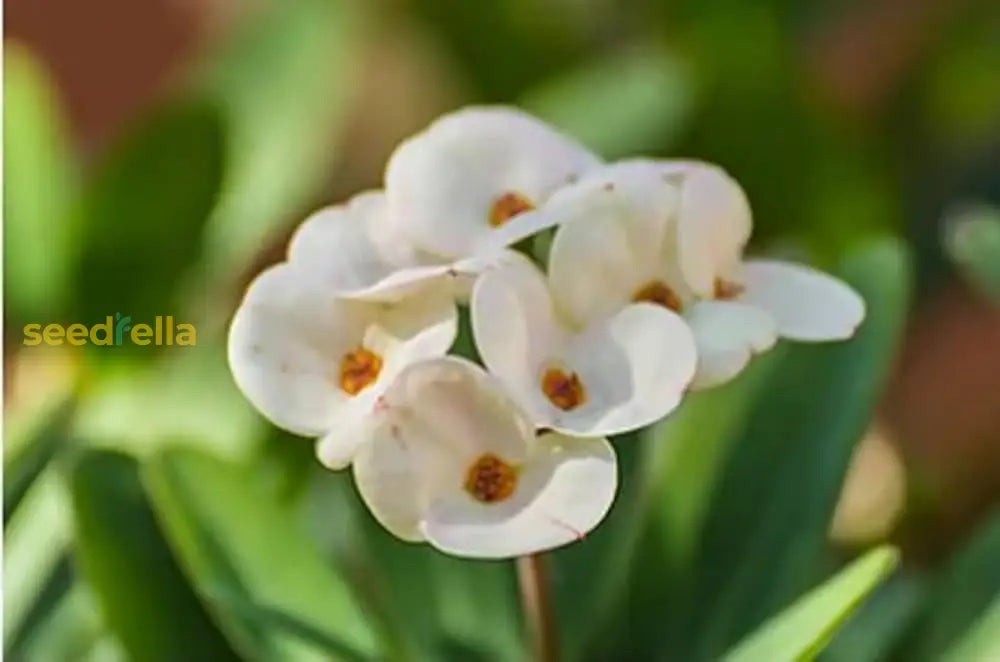 White Euphorbia Flower Planting Seeds