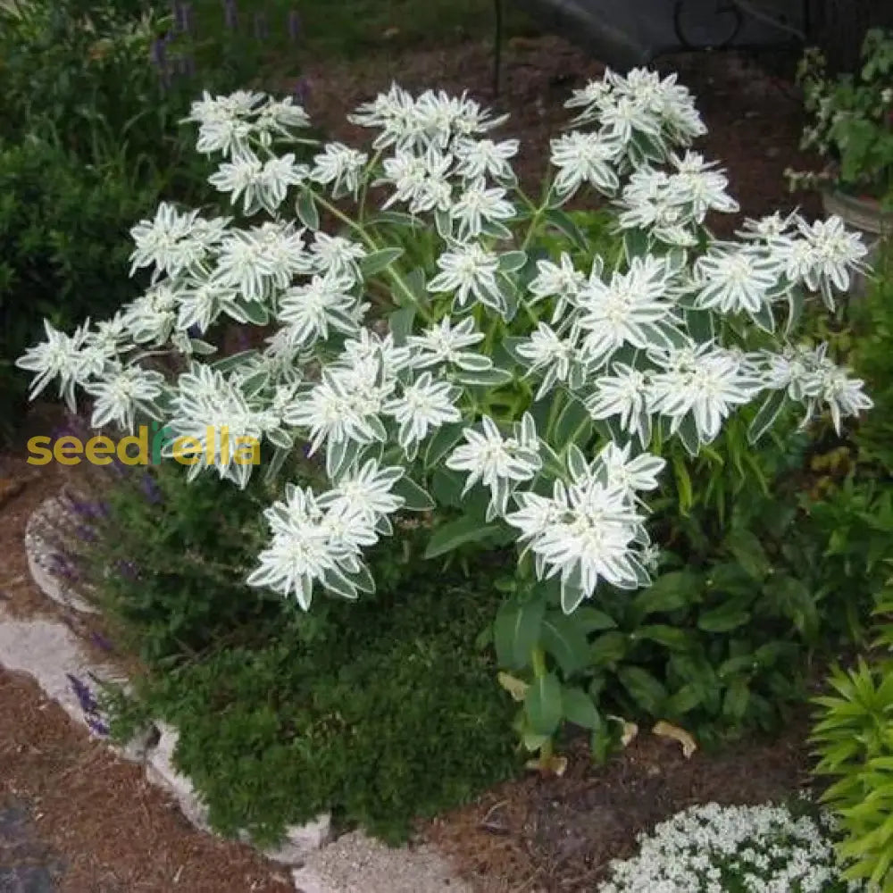 White Euphorbia Marginata For Beautiful Landscaping - Seeds Vibrant Greenery Flower