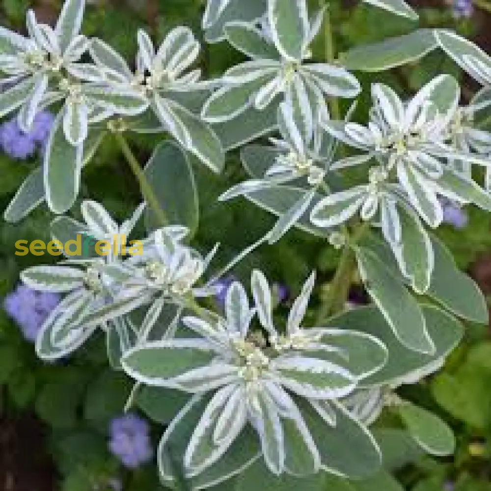 White Euphorbia Marginata For Beautiful Landscaping - Seeds Vibrant Greenery Flower