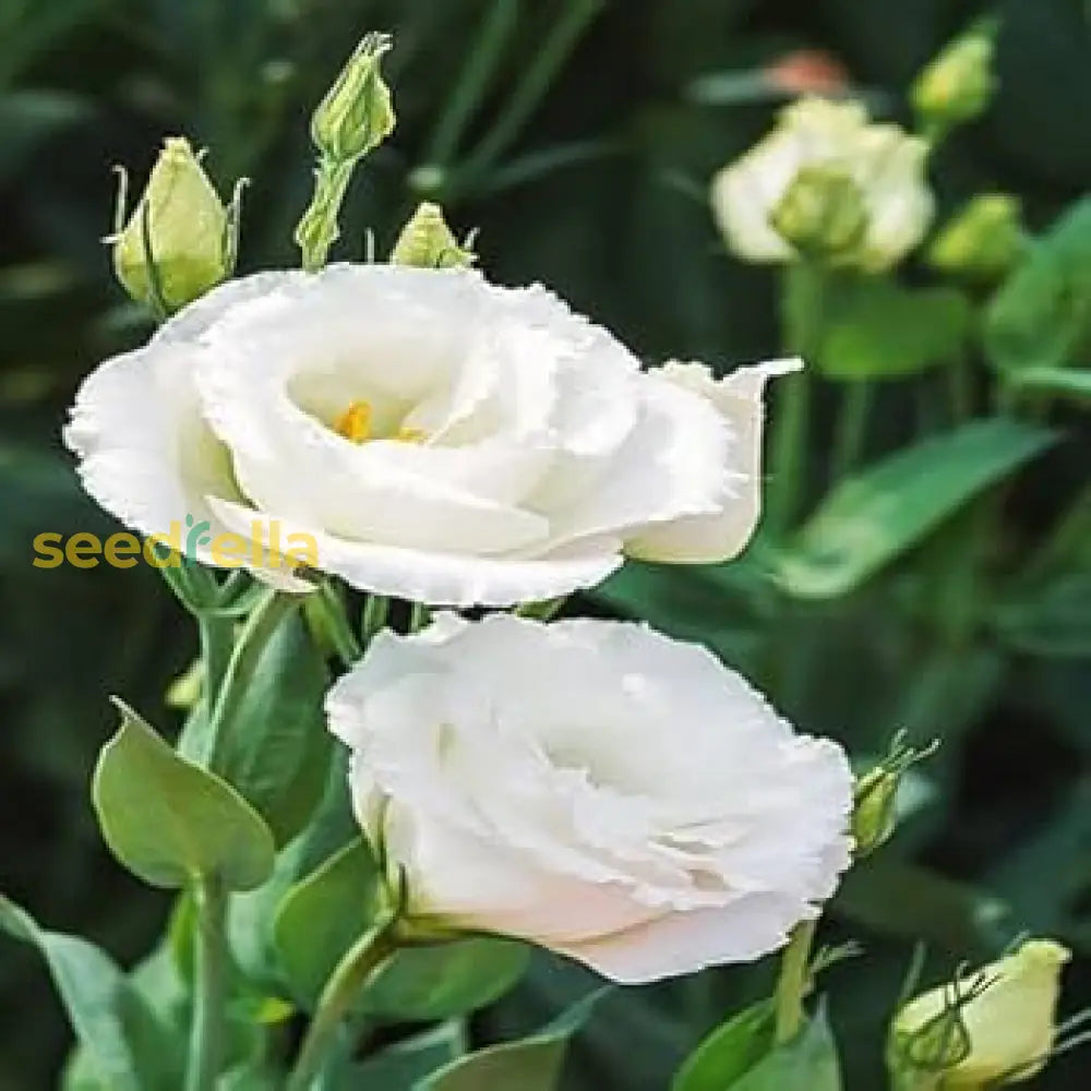 White Eustoma Flower Planting Guide For Thriving Blooms  Seeds Your Dream Garden