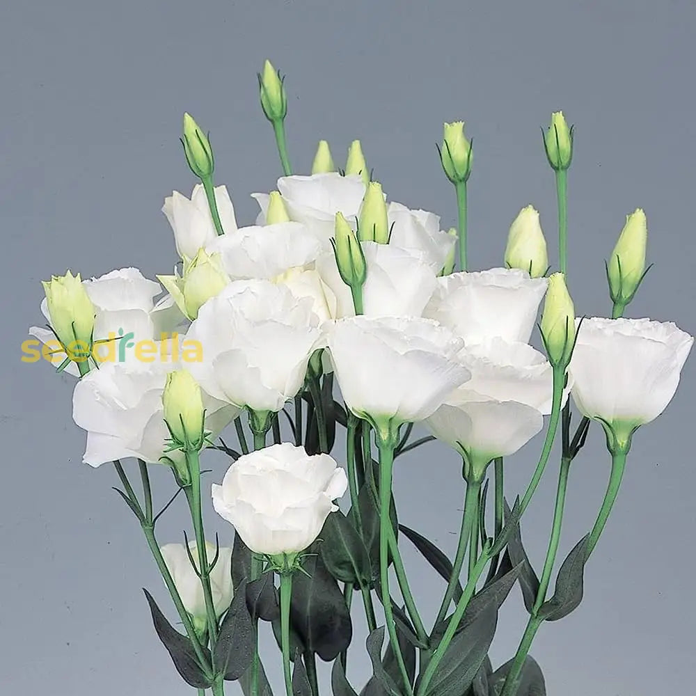 White Eustoma flower seeds for planting