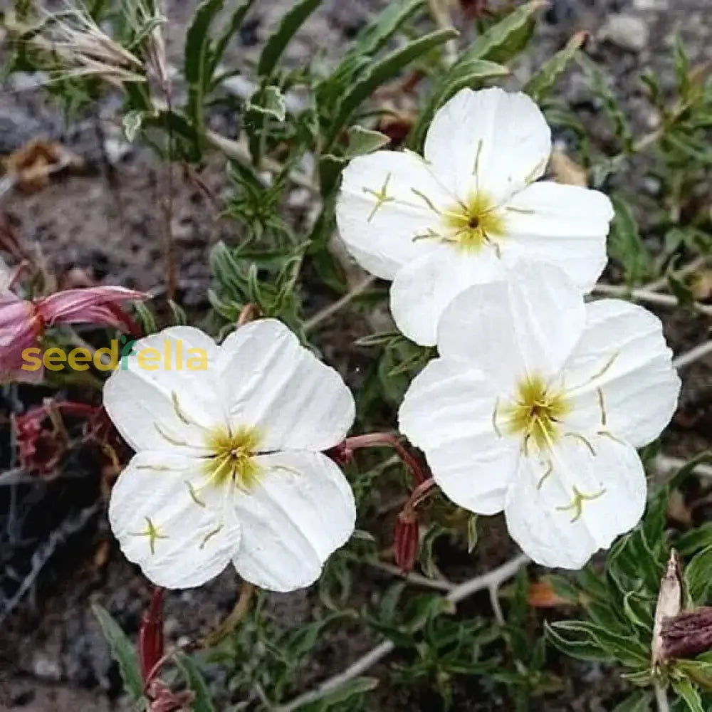 White Evening Primrose Flower Seeds For Planting - Perfect Adding Elegance To Your Landscape