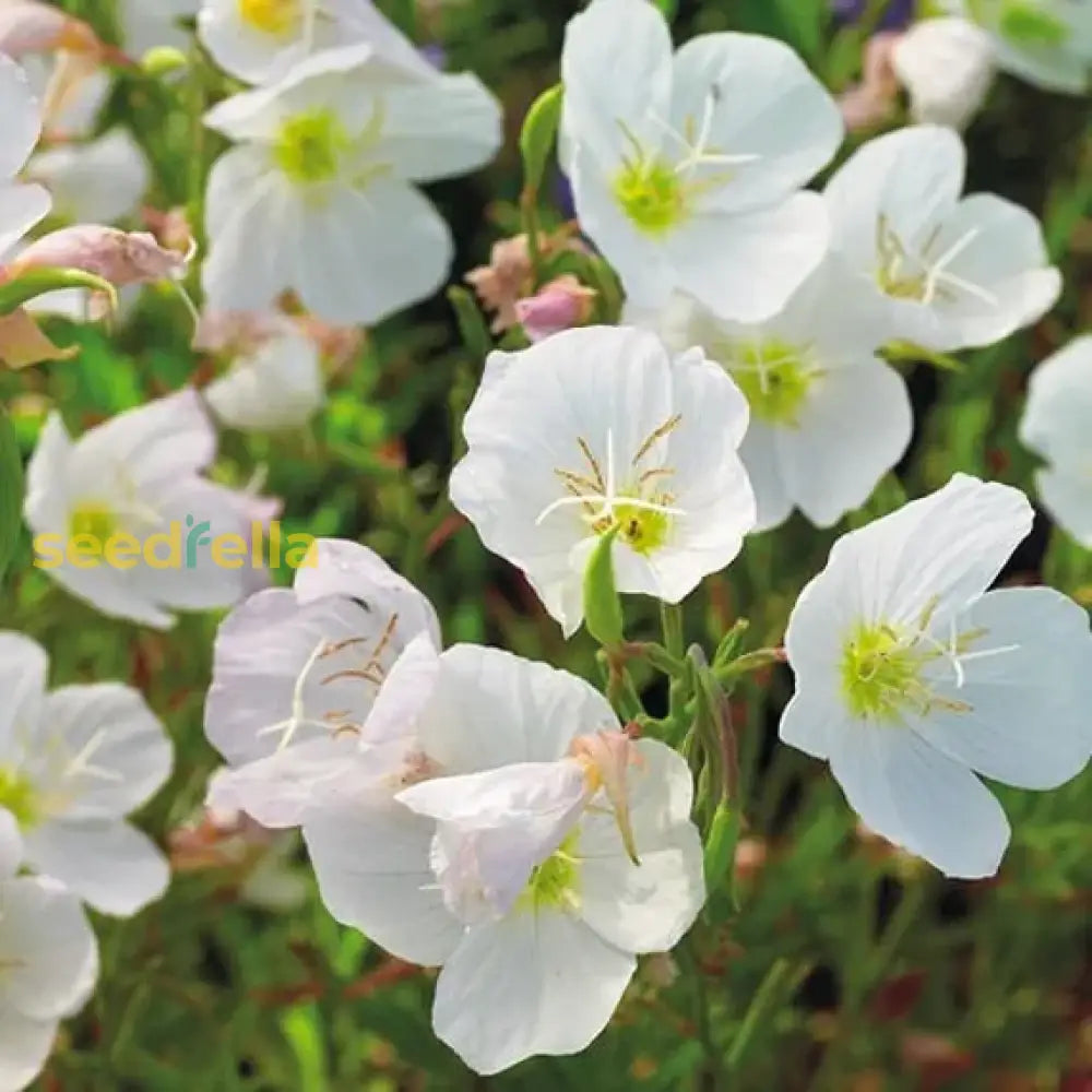 White Evening Primrose Flower Seeds For Planting - Seed Captivating Nighttime Floral Beauty