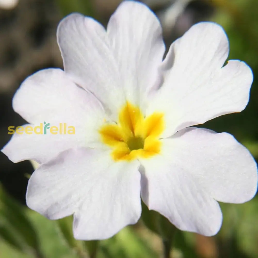 White Evening Primrose Flower Seeds For Planting - Seed Captivating Nighttime Floral Beauty