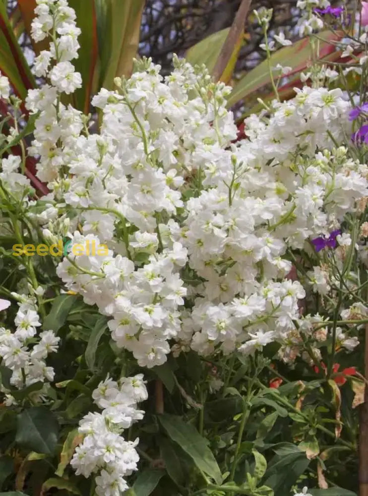 White Evening Stock Flower Planting For Lush Blooms In Your Garden  Seeds Stunning Nighttime