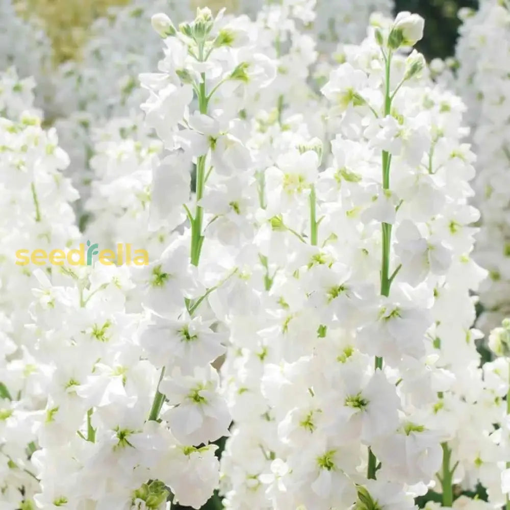 White Evening Stock Flower Planting For Lush Blooms In Your Garden  Seeds Stunning Nighttime