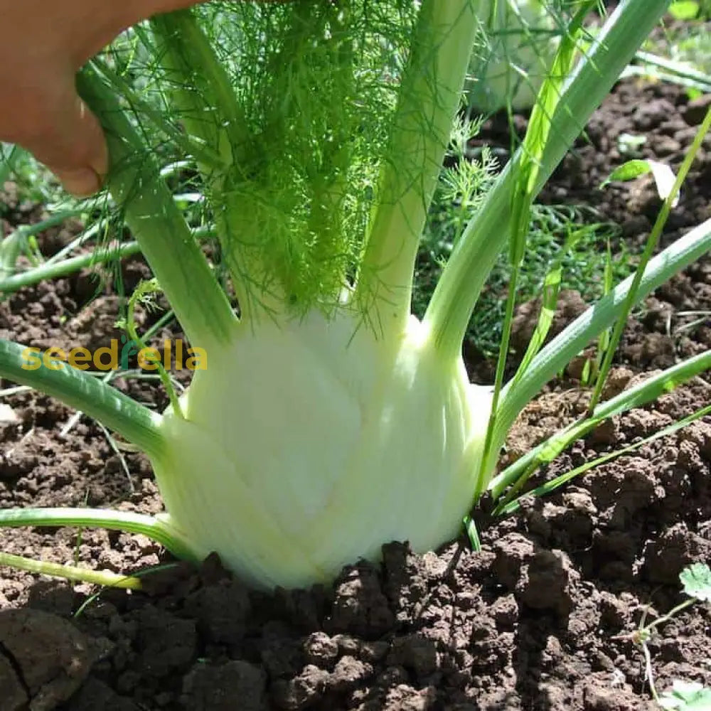 White Fennel Seeds For Planting Vegetable Seeds