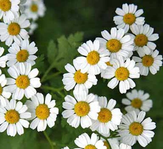Herbal garden with blooming Feverfew plants