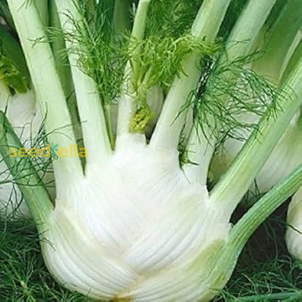 White Florence Fennel seedlings sprouting in soil