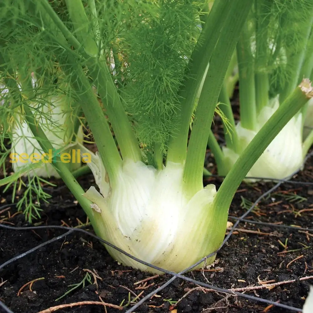 White Florence Fennel Vegetable Seeds For Planting Seeds