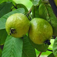 White flower guava tree seeds Psidium guajava evergreen shrub