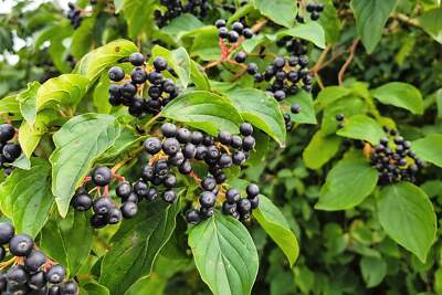 White Flowering Chokeberry Seeds – Aronia melanocarpa Non-GMO Bush