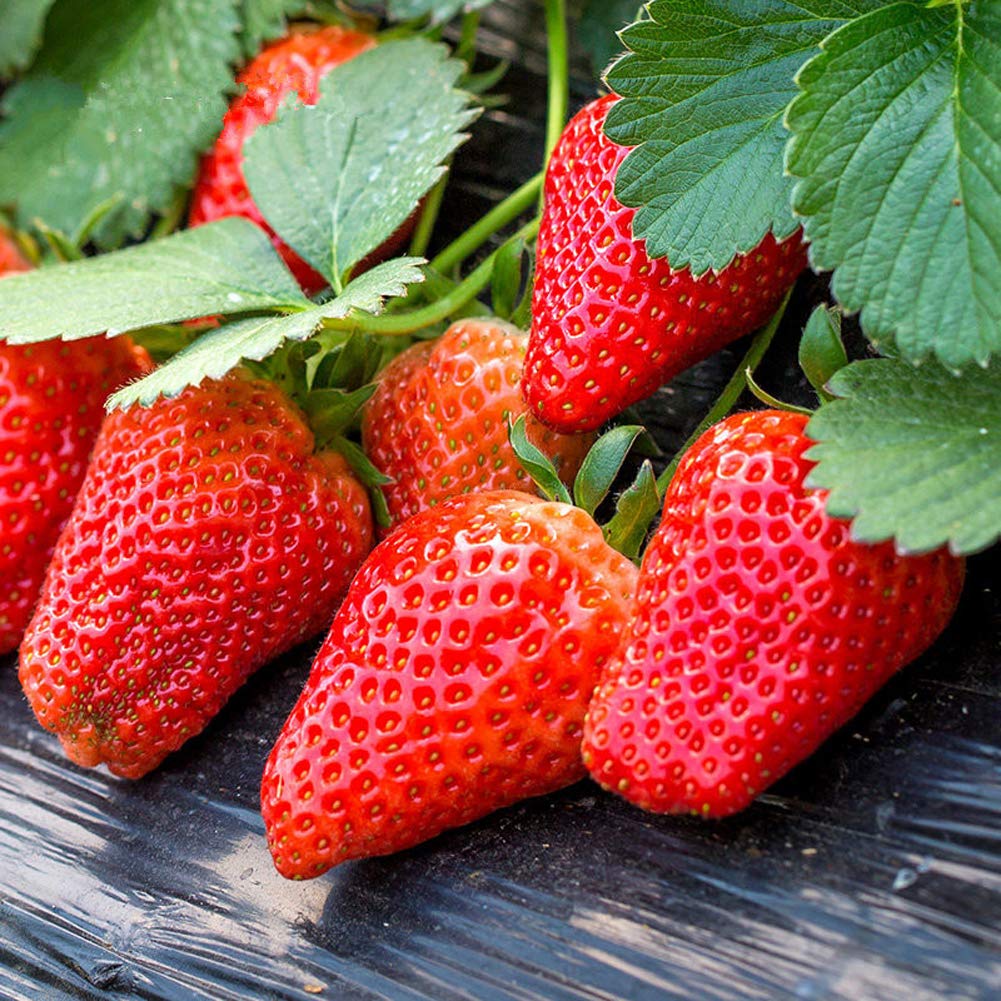 White flowering strawberry plants