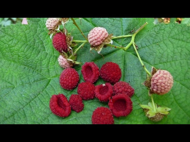 White Flowering Thimbleberry Seeds – Rubus parviflorus Non-GMO Plant