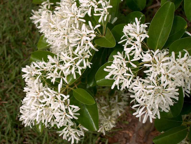 White Fringe Tree Blooming in Garden