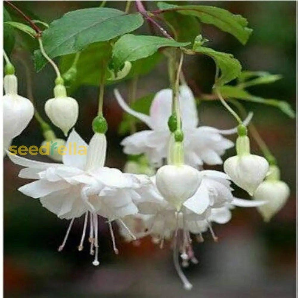 White Fuchsia Flower Seeds For Planting - Gorgeous Annual Blooms