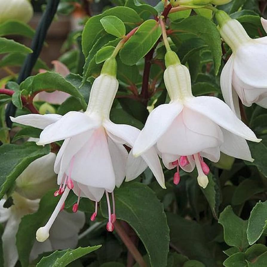 White Fuchsia Flower Seeds for Planting