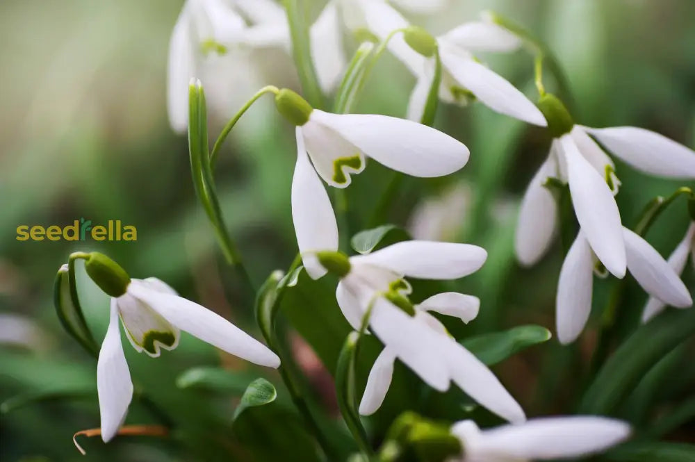 White Galanthus Nivalis Seeds For Planting - Beautiful Snowdrop Flower Plant Seeds