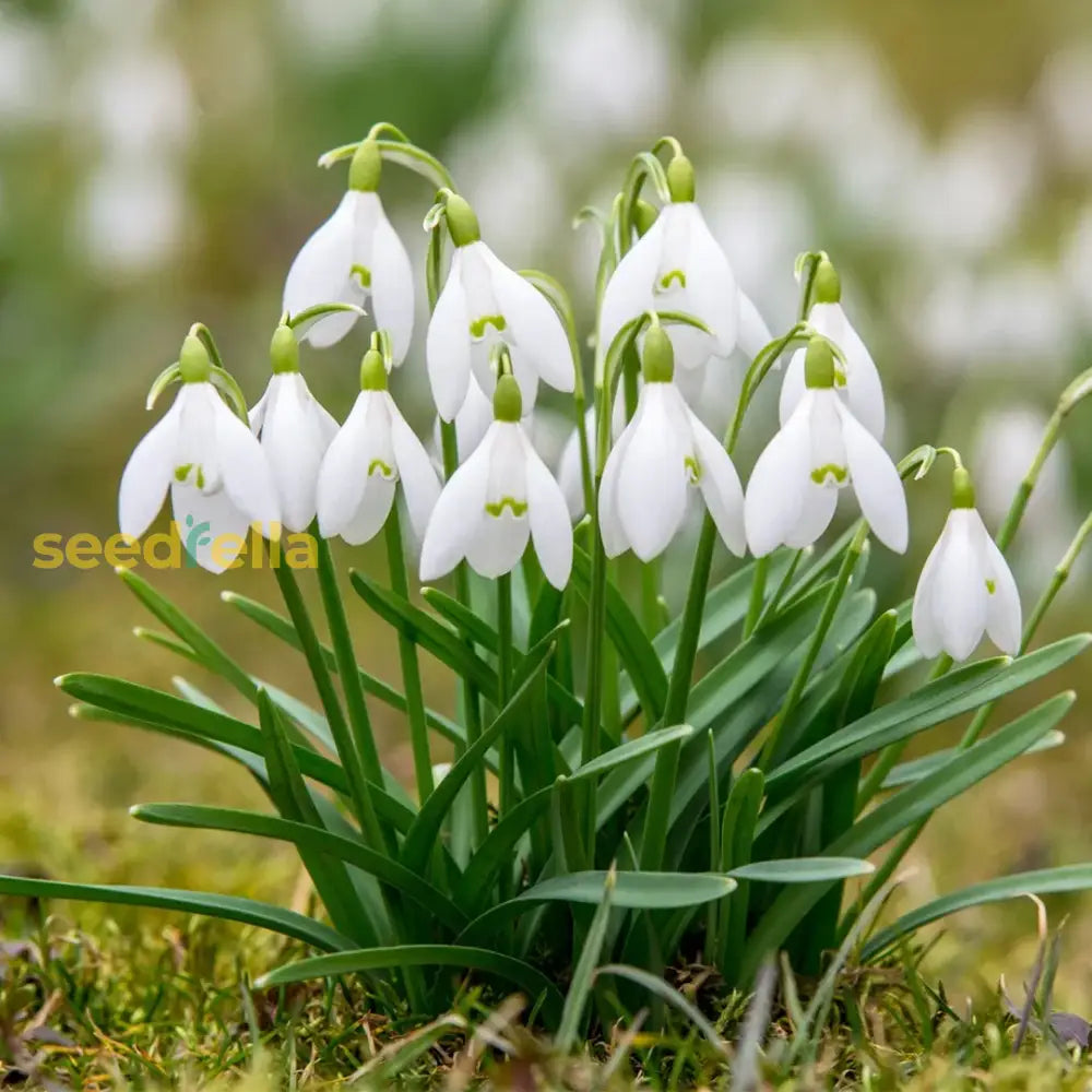 White Galanthus Nivalis Seeds For Planting - Beautiful Snowdrop Flower Plant Seeds