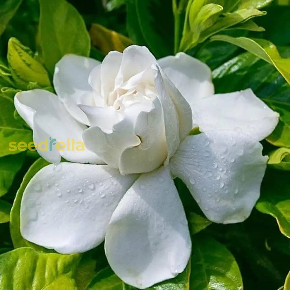 White Gardenia Jasminoides Flower Seeds For Planting - Fragrant Garden Perennial Blooms