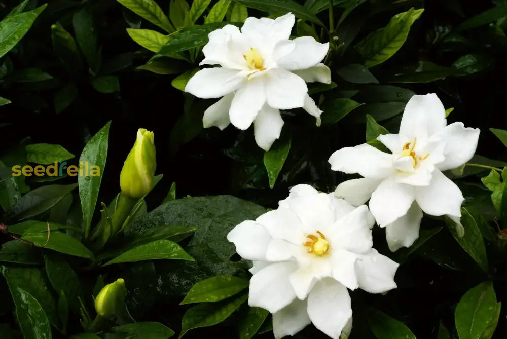 White Gardenia Jasminoides Flower Seeds For Planting - Fragrant Garden Perennial Blooms