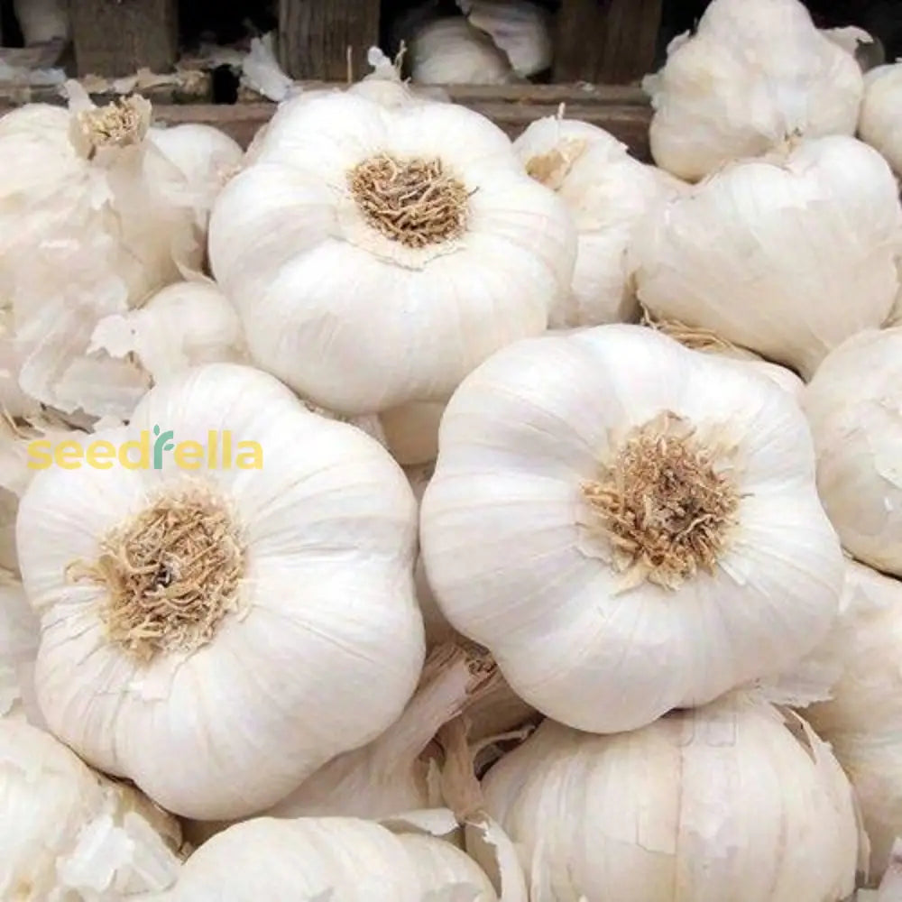 White Garlic Seeds For Planting - Premium Vegetable Seeds