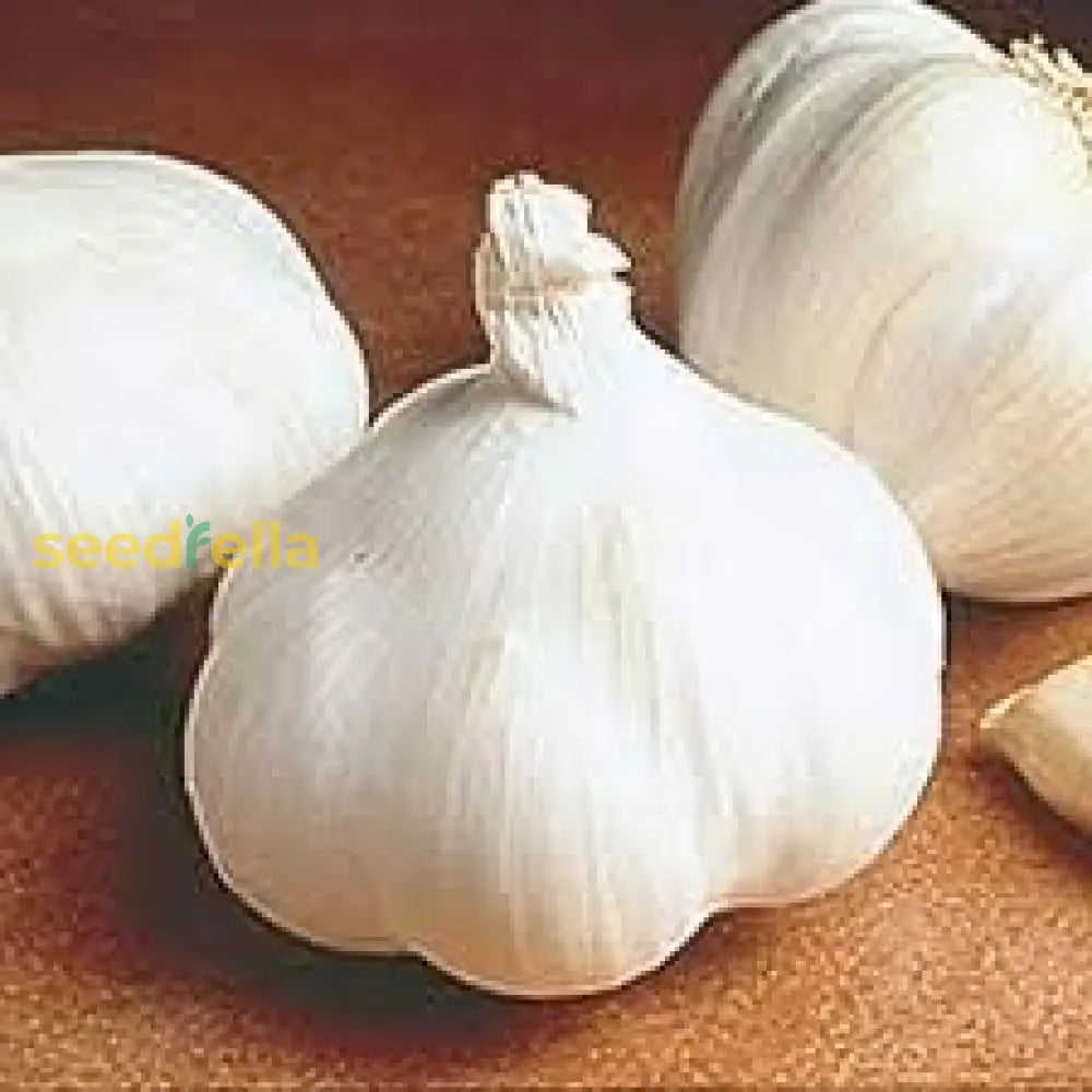 White Garlic Seeds - Perfect For Planting Vegetable Seeds