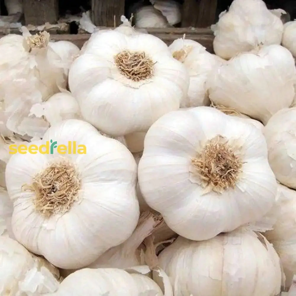 White Garlic Seeds - Perfect For Planting Vegetable Seeds