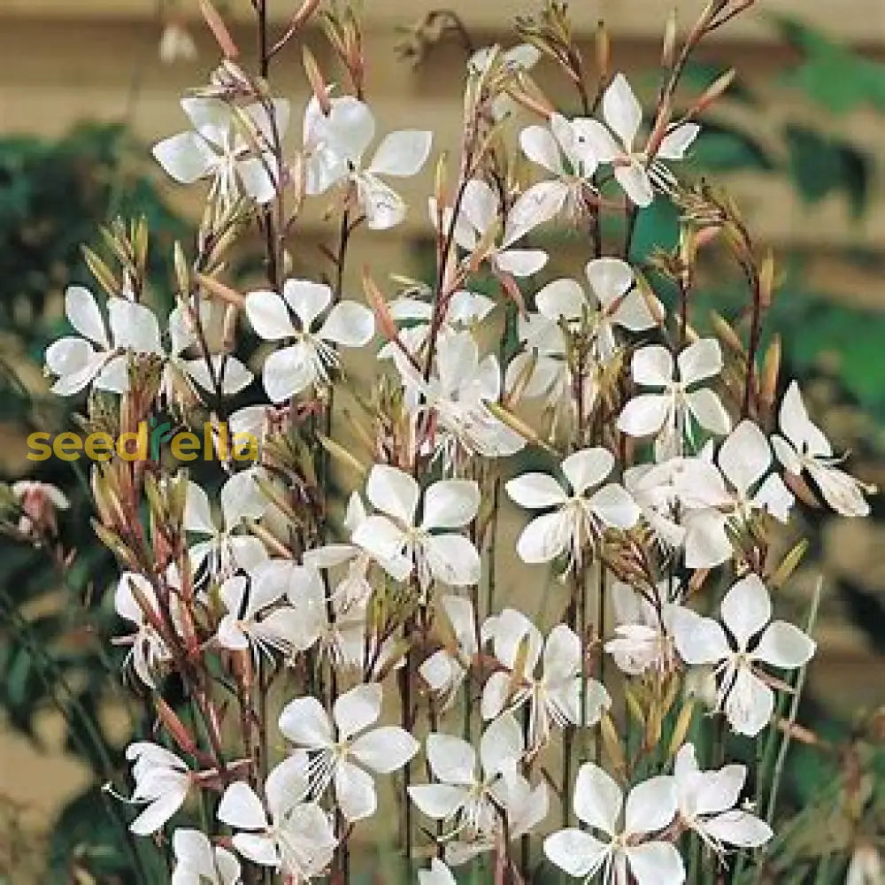 White Gaura Lindheimer Seeds For Planting - Perennial Flower Plant Seeds