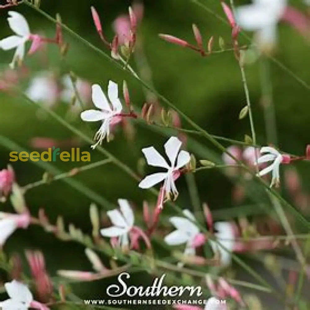 White Gaura Lindheimer Seeds For Planting - Perennial Flower Plant Seeds