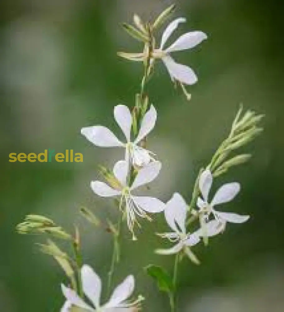 White Gaura Lindheimeri Flower Seeds For Planting