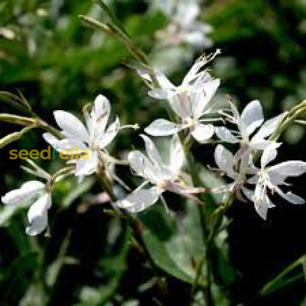 White Gaura Lindheimeri Flower Seeds For Planting