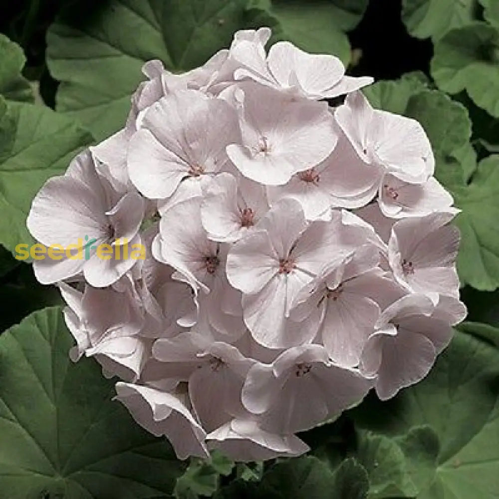 White Geranium Pelargonium Flower Planting For Your Garden  Seeds Stunning Blossoms