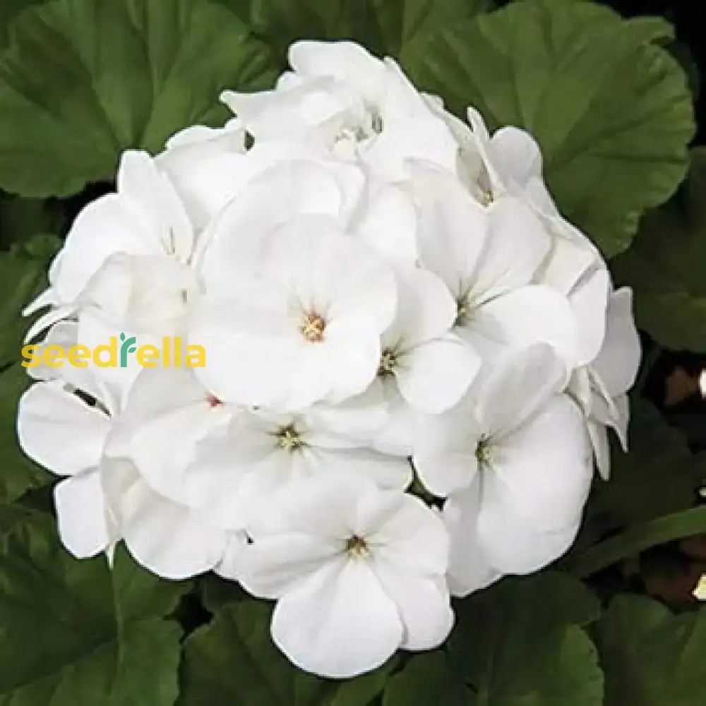 White Geranium Pelargonium Flower Planting For Your Garden  Seeds Stunning Blossoms