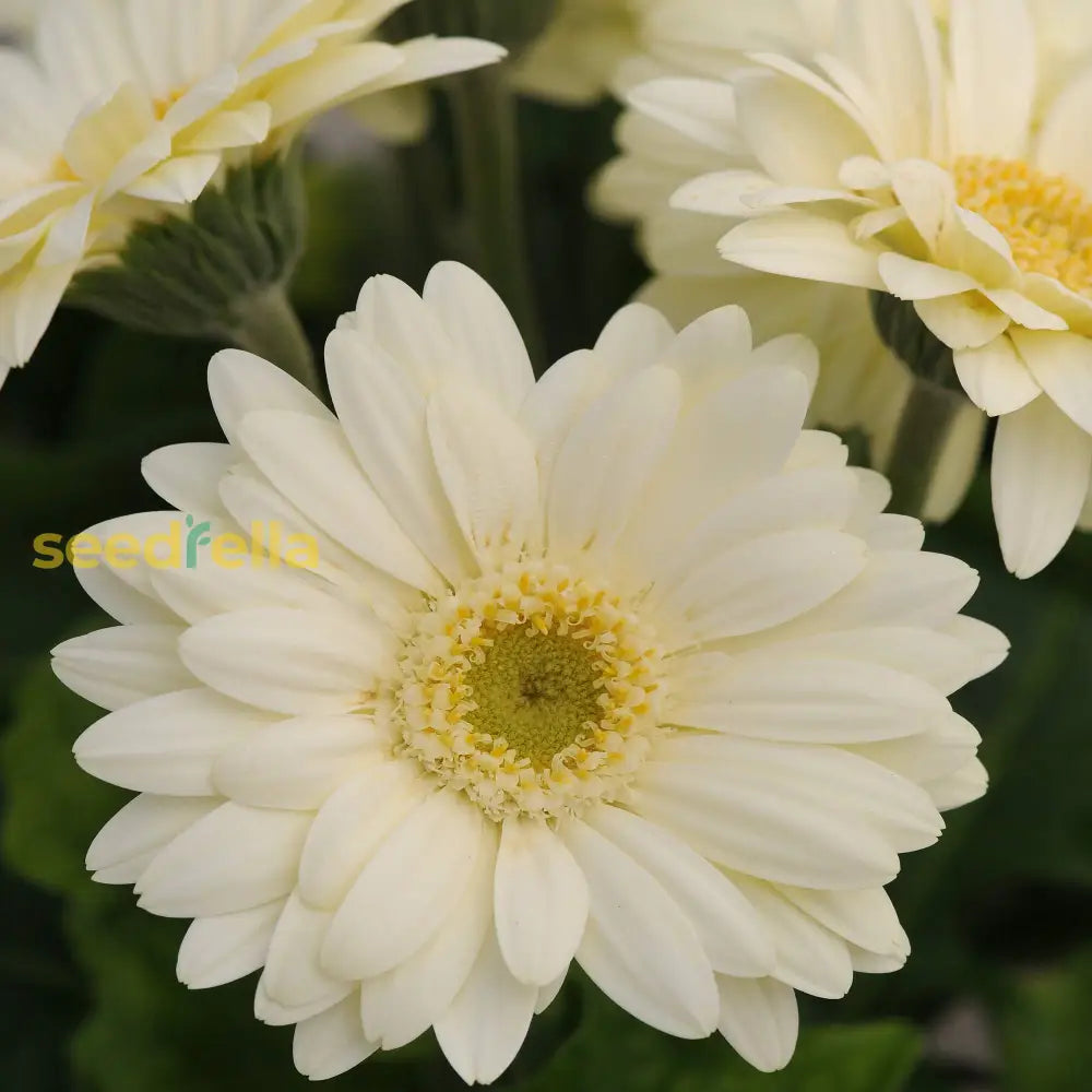 White Gerbera Vanilla Seeds For Planting  Ideal Stunning Floral Displays And Fresh Garden