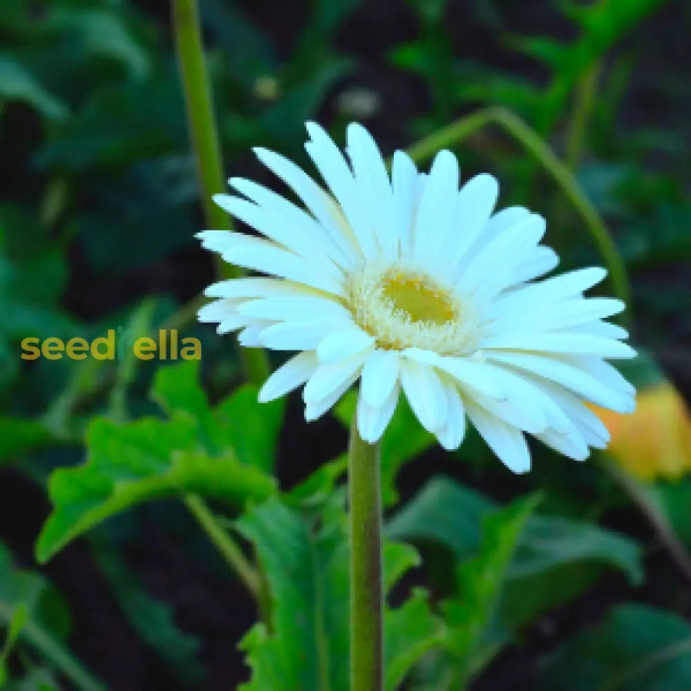 White Gerbera Vanilla Seeds For Planting  Ideal Stunning Floral Displays And Fresh Garden