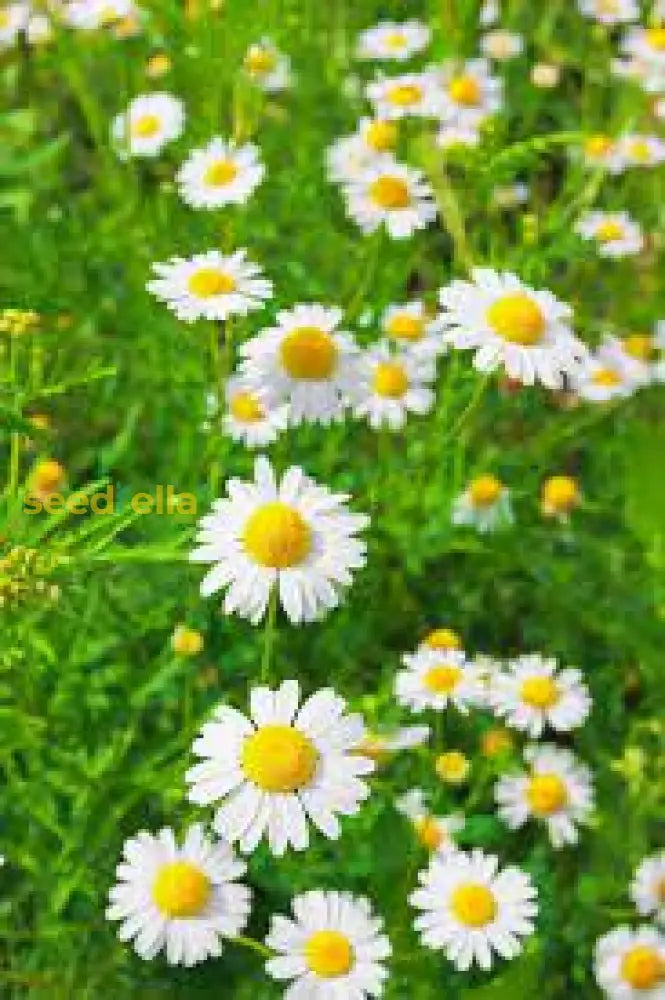 White German Fragrant Flower Seeds For Planting  Seed Elegant Scented Blooms In Your Garden