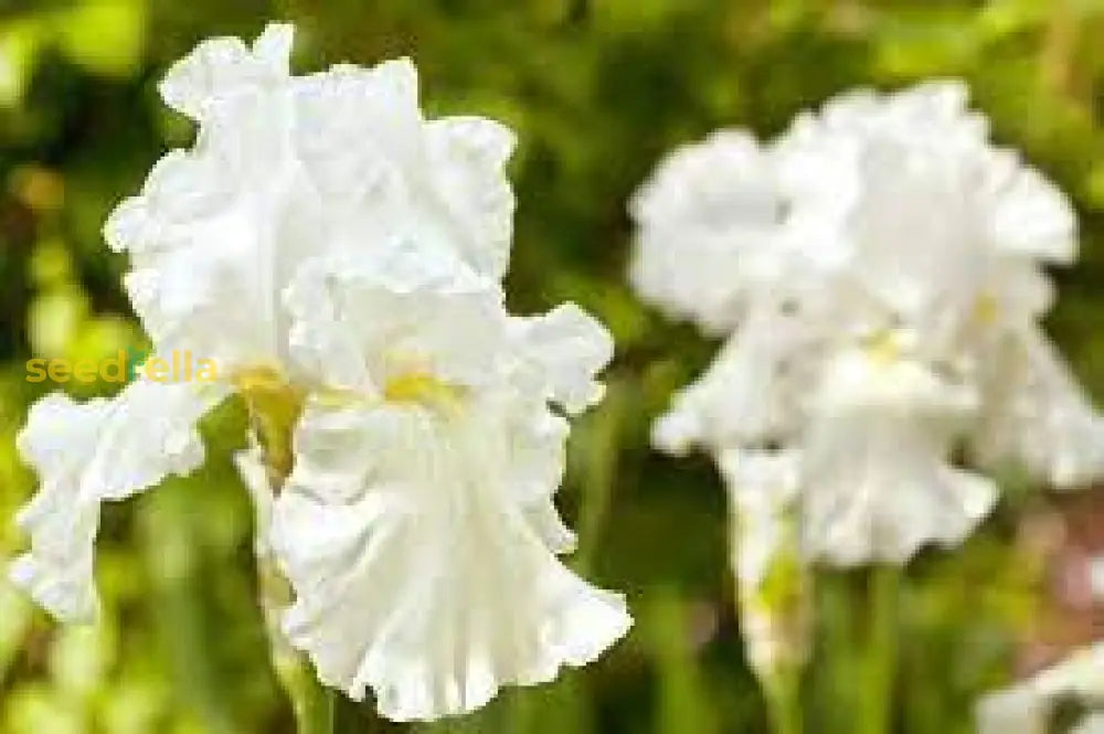 White Germanica Flower Seeds For Planting - Elegant Blooms Your Garden