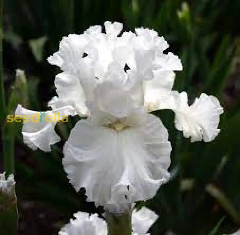 White Germanica Flower Seeds For Planting - Elegant Blooms Your Garden