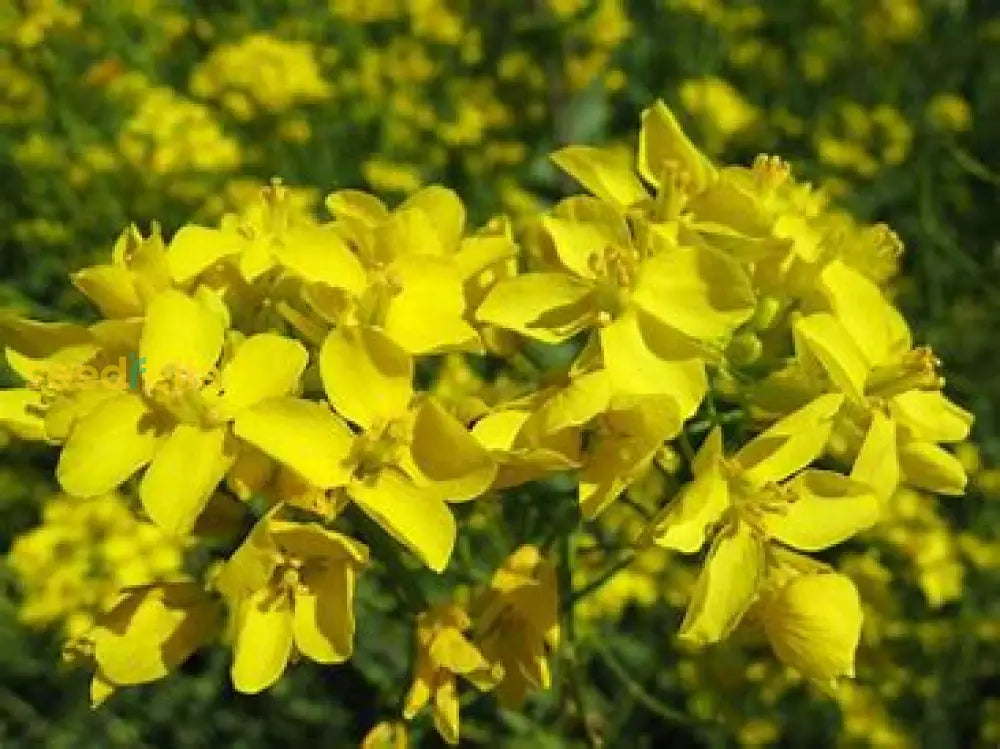 White Gold Mustard Seeds For Planting